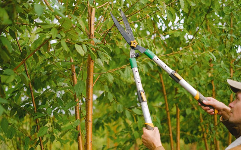 Tree trimming in Brogue, PA