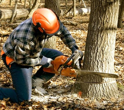 Tree Removal in Brogue, PA